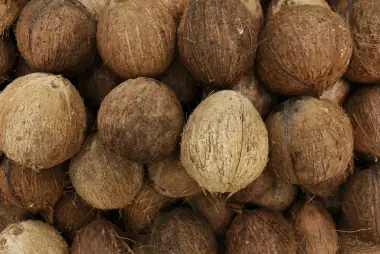 Dried coconut shells stacked in a heap, cut faces upward.