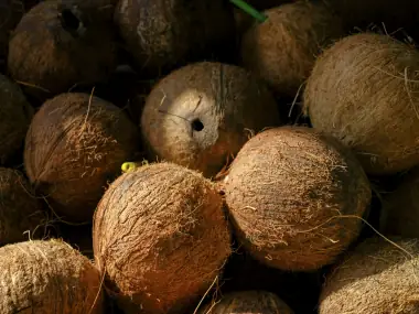 A group of whole coconuts resting together on the ground.