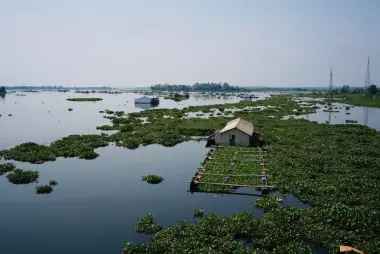 A waterway covered with water hyacinth, a small floating house at its edge.