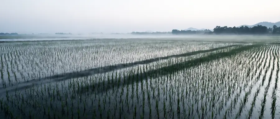 A flooded rice paddy seen at ground level in northern Vietnam, thin green shoots in regular rows and a distant tree line under a very low horizon.