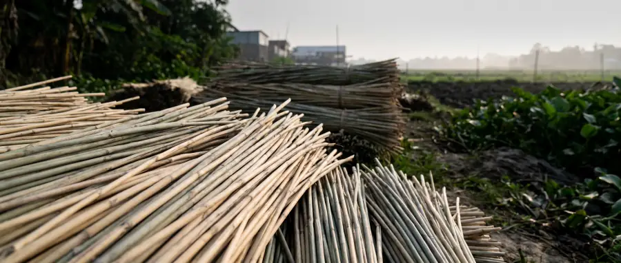 Bundles of dried water hyacinth stems stacked in a drying yard, late side light raking across them so each stem casts a shadow.