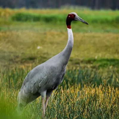 A sarus crane standing in a meadow, full body in profile, grey plumage and bare red head.