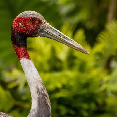 Head and upper neck of a sarus crane in close view, bare red skin and long grey bill.
