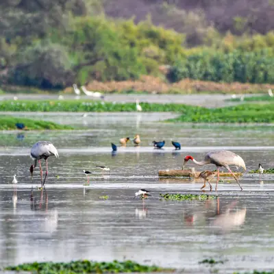 A shallow wetland with sarus cranes and other waterbirds spread across the flooded ground.