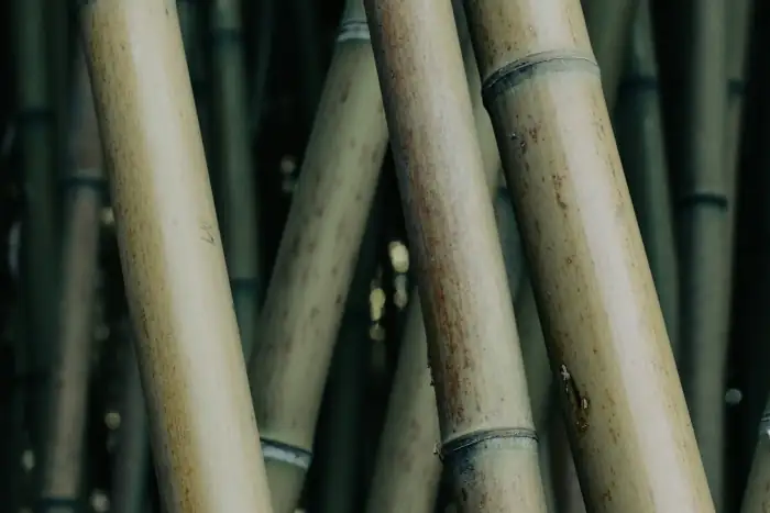 Cut bamboo culms stacked together, side light picking out the nodes along each pole.