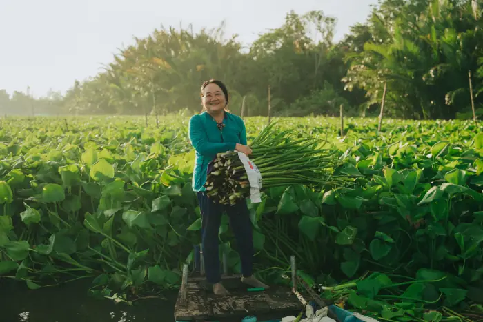A worker gathering cut water hyacinth by the armful in a dense green stand of the plant.