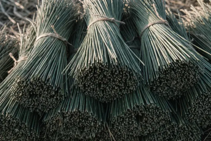 Tied sheaves of dried sedge stems stood upright, the cut ends facing the camera, the grain tight and regular.