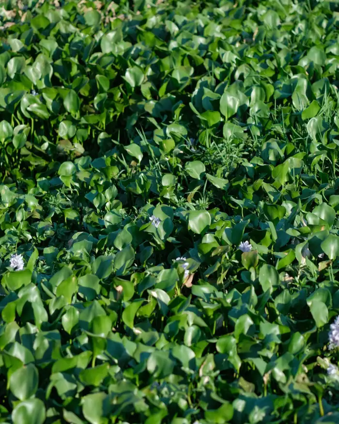 A dense unbroken mat of living water hyacinth covering the whole surface, thick glossy leaves and a few pale flowers.