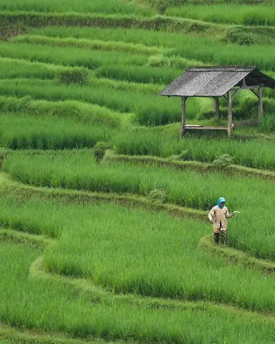 Flooded paddy in terraces, the water holding a pale light between the banks.
